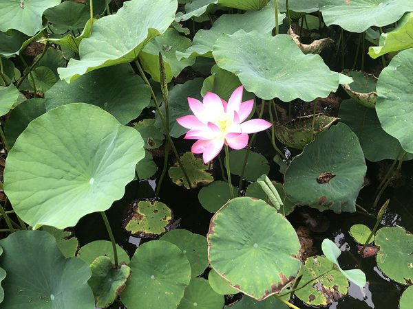 Shandong Tianlang Environmental After Garden